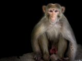 【速報】サルに人間の遺伝子を組み込み、脳を人間のように発達させることに成功! 中国がまたヤバイ実験!