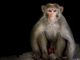 サルに人間の遺伝子を組み込み、脳を人間のように発達させることに成功！ 中国がまたヤバイ実験！