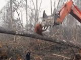 【直視せよ】オランウータンが森を切り倒すショベルカーに怒る悲劇的映像! 涙が出るほど残酷…環境破壊に苦しむ動物たち!