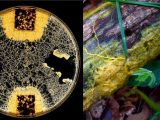 粘菌も記憶・学習することが判明! 脳ナシ神経ゼロの単細胞生物にも“知性”があった!?