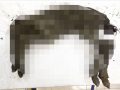 シベリアの永久凍土から絶滅した「42000年前の子馬」が発見される！ 衝撃の姿…”生きた血液”の採取にも成功！