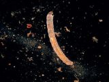 野菜の中には本当は何がいる? 見たら食べられなくなる… ワームやカビやダニの衝撃拡大画像!