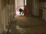 精神病院廃墟で“四つん這いのモンスター”に遭遇! 人型UMA「レイク」か…四足歩行の人々「ユネルタン症候群」の謎も=カナダ