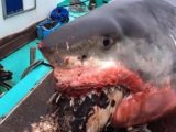 【衝撃】巨大サメが亀を丸呑み→喉をつまらせて窒息死の画像がヤバすぎる! 人間より無様な食いしん坊の末路!