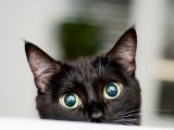 イヌやネコは“幽霊・超常現象”が見えている! 証拠動画や論文も…飼い主「シャドーピープルも見えてる」