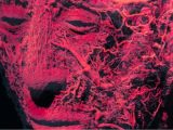 “死”にまつわる10の科学的新事実! 死後の意識や蘇生…自分の死を楽しみにしている人は“ネタバレ”注意!