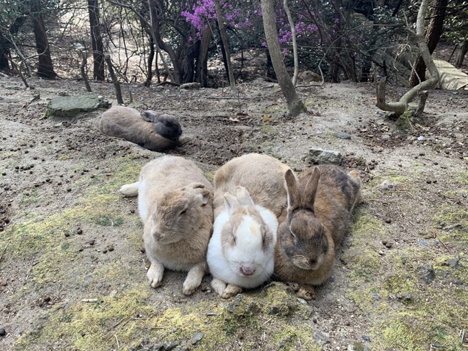 地図から消された700匹以上のウサギが棲む毒ガス村! 広島・大久野島に村田らむが潜入、軍事遺構と陽気すぎる看板もの画像6