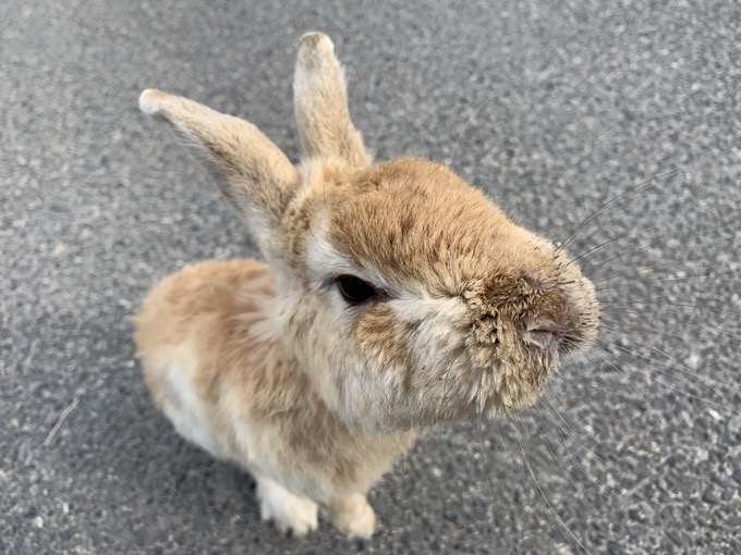 地図から消された700匹以上のウサギが棲む毒ガス村! 広島・大久野島に村田らむが潜入、軍事遺構と陽気すぎる看板もの画像8