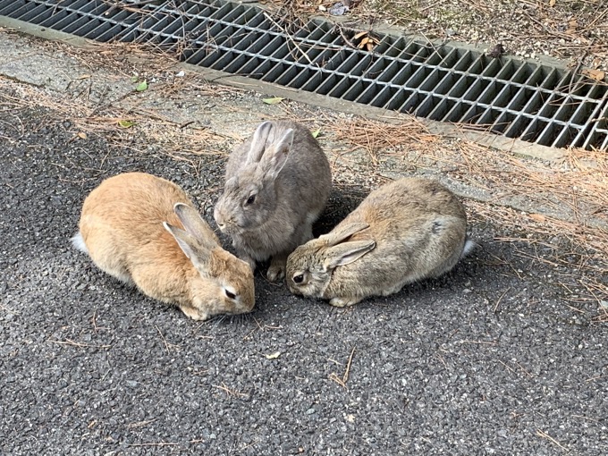 地図から消された700匹以上のウサギが棲む毒ガス村! 広島・大久野島に村田らむが潜入、軍事遺構と陽気すぎる看板もの画像7