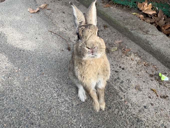 地図から消された700匹以上のウサギが棲む毒ガス村! 広島・大久野島に村田らむが潜入、軍事遺構と陽気すぎる看板もの画像5