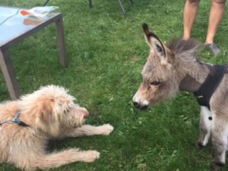 めちゃくちゃ小さなロバ「タイニー・ティム」が可愛すぎる！ 自分を犬だと勘違い、お利口で芸達者、超人気者に！