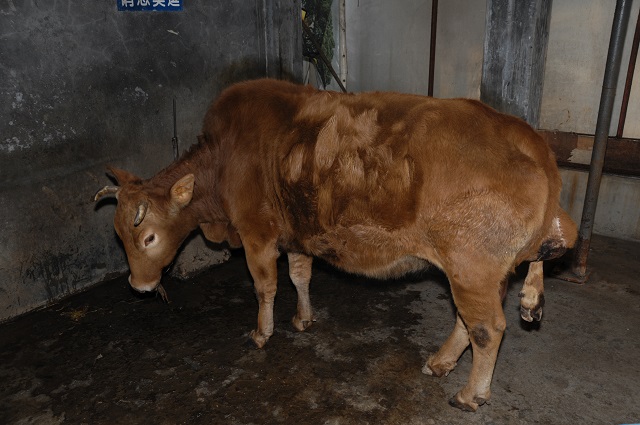 中国の恥「奇形博物館」のヤバすぎる内部を大暴露! 5本足の牛、双頭猫、象鼻の豚… 閉鎖が物語る中国の変容とは!?の画像5