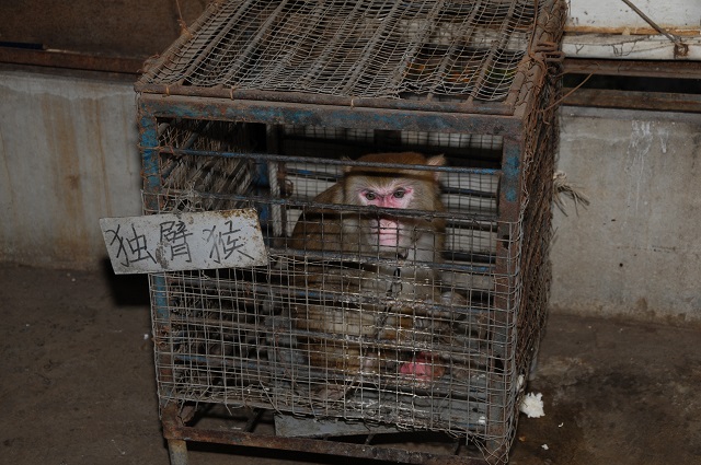 中国の恥「奇形博物館」のヤバすぎる内部を大暴露! 5本足の牛、双頭猫、象鼻の豚… 閉鎖が物語る中国の変容とは!?の画像3