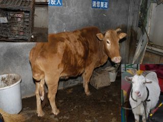 中国の恥「奇形博物館」のヤバすぎる内部を大暴露！ 5本足の牛、双頭猫、象鼻の豚… 閉鎖が物語る“中国の変容”とは!?