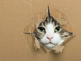 【量子論】シュレーディンガーの猫を救う方法が発見される!! 「量子跳躍」で“事象を反転”させて… 定説完全に覆る!(最新研究)