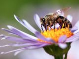 【衝撃】ミツバチの超絶賢い数学的能力が次々判明! 計算、ゼロの概念、シンボル試験も合格… AIの学習能力に応用へ!(最新研究)