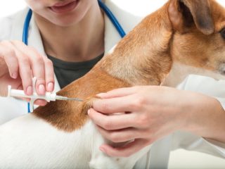 犬猫にマイクロチップ、発がんリスクが指摘されていた！ マウス実験で判明、死亡例も… 義務化の懸念とは？