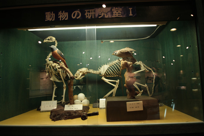 かなり楽しい!! 「岸和田だんじり会館」に村田らむが行ってみた！ 発見・驚き・テンション上がる!!の画像15