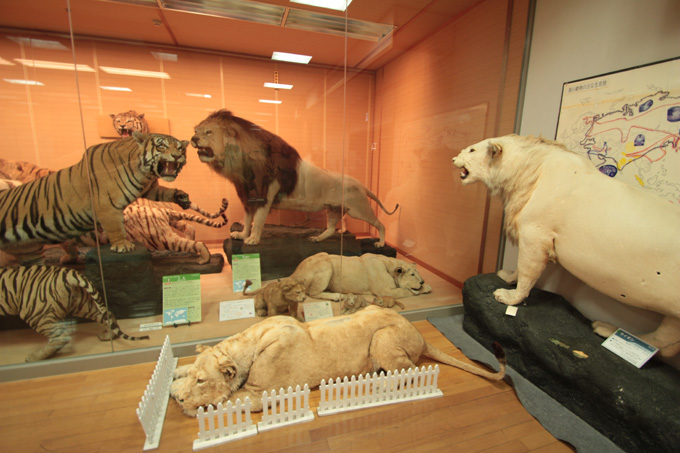 かなり楽しい!! 「岸和田だんじり会館」に村田らむが行ってみた！ 発見・驚き・テンション上がる!!の画像18