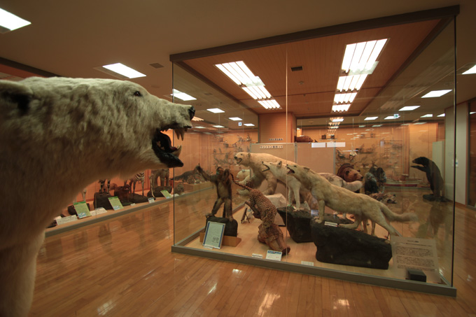 かなり楽しい!! 「岸和田だんじり会館」に村田らむが行ってみた！ 発見・驚き・テンション上がる!!の画像17