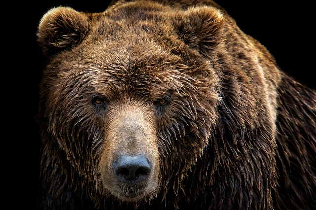 「クマに飼われていた男」が発見される！  保存食として拉致され巣穴で1カ月、ミイラ状態に…衝撃のサバイバル体験！の画像1