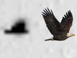 「火星で飛んでいる霊鳥」が激写される!?  これぞ“火の鳥”!