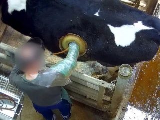 「牛に”穴を開けて”謎の実験」欧州最大の動物研究センターの研究がヤバいと炎上！ 巨大鳥や重病ブタも… 動物愛護団体が非難