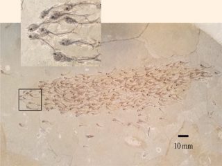 化石は“一瞬で”できていた…!? 常識を覆す「魚の群れがそのまんま化石」とは？  電気的宇宙論から見る化石誕生の秘密！