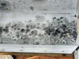 宇宙空間で“地球のカビ”が突然変異、放射線への免疫獲得 → 地球外生命を抹殺の可能性!人類が”宇宙を滅亡”させるフラグ!