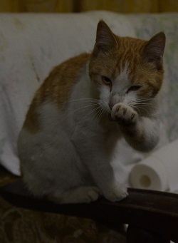 【夏休み】屋久島の超激安「1000円宿」に潜入! 主人が暴露した安さの秘密に衝撃!の画像5