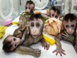 ついに「サル人間」が中国で誕生か! ヒトとサルのハイブリッド胚を2週間培養、研究の真の目的がやばい!?