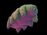 月面に”何千ものクマムシ”が生息の可能性!“不滅の最強生物”が月で超絶進化のワクワク…イスラエルの月探査機墜落で