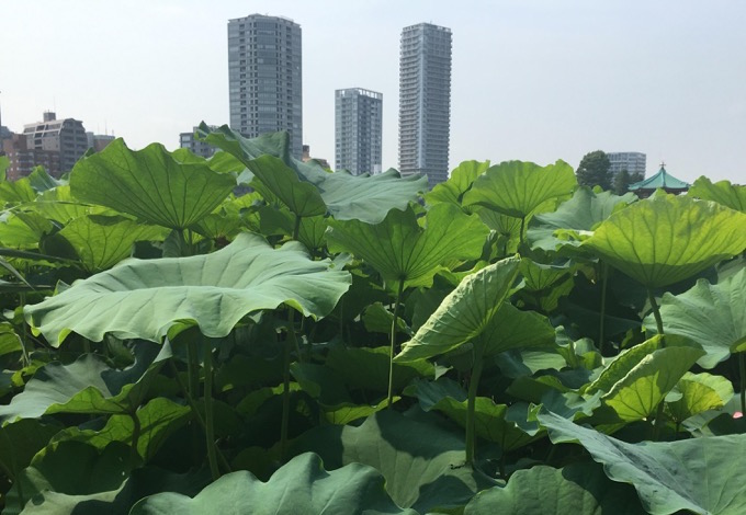 参議院選挙と「大麻」を日本で唯一、真面目に語ってみた! 大麻の自由化を考えることは、日本人の選択の自由を問うこと(高樹沙耶×石丸元章)の画像1