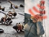 5Gアンテナ周囲でミツバチが大量死する超ヤバい事態! 人体への影響を訴える研究多数、懸念広がる!
