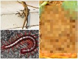 「ウ〇コ食べたら160万円」ゲテモノ食い動画の配信者が死亡! ムカデ、幼虫、糞… 過激化する「ネット投げ銭」の実態=中国