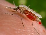 【決定版】蚊に刺されやすい人の”本当の特徴”5つが判明! 血液型、食事、仕草…アナタばかり刺される理由とは!?