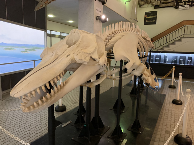 シーシェパードらに標的にされる太地町「くじらの博物館」に潜入！ セミクジラの200キロ睾丸も発見…村田らむ取材！の画像7