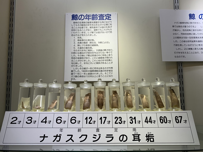 シーシェパードらに標的にされる太地町「くじらの博物館」に潜入！ セミクジラの200キロ睾丸も発見…村田らむ取材！の画像11
