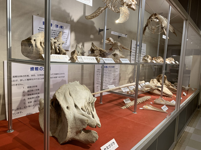 シーシェパードらに標的にされる太地町「くじらの博物館」に潜入！ セミクジラの200キロ睾丸も発見…村田らむ取材！の画像12