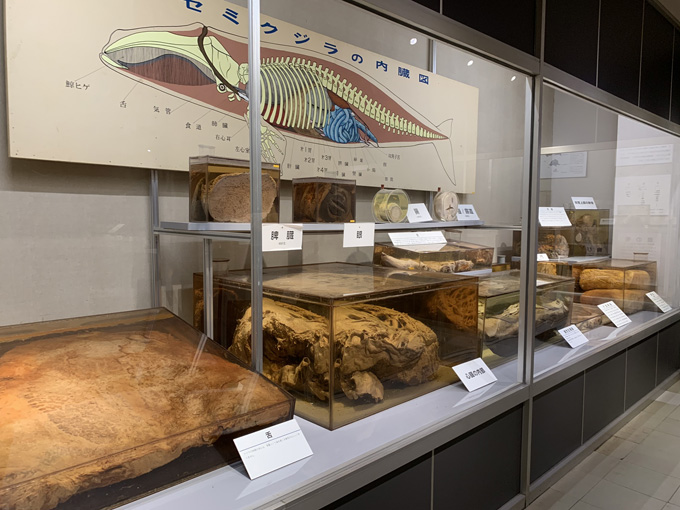 シーシェパードらに標的にされる太地町「くじらの博物館」に潜入！ セミクジラの200キロ睾丸も発見…村田らむ取材！の画像15