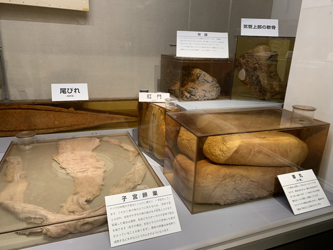 シーシェパードらに標的にされる太地町「くじらの博物館」に潜入！ セミクジラの200キロ睾丸も発見…村田らむ取材！の画像16