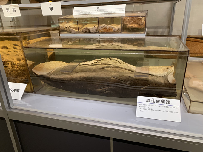 シーシェパードらに標的にされる太地町「くじらの博物館」に潜入！ セミクジラの200キロ睾丸も発見…村田らむ取材！の画像17