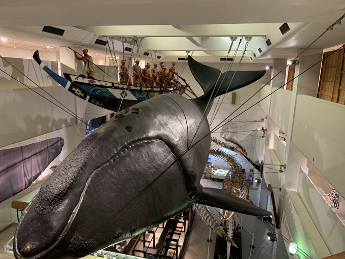 シーシェパードらに標的にされる太地町「くじらの博物館」に潜入！ セミクジラの200キロ睾丸も発見…村田らむ取材！の画像9