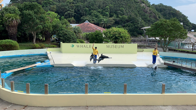 シーシェパードらに標的にされる太地町「くじらの博物館」に潜入！ セミクジラの200キロ睾丸も発見…村田らむ取材！の画像32