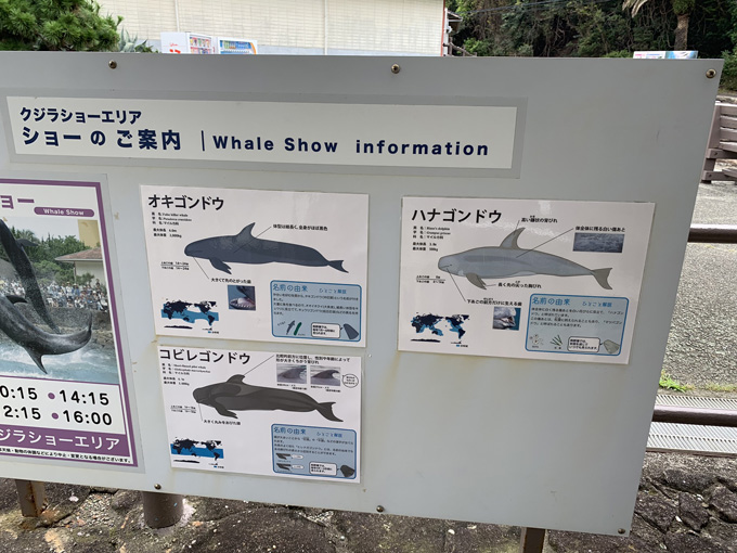 シーシェパードらに標的にされる太地町「くじらの博物館」に潜入！ セミクジラの200キロ睾丸も発見…村田らむ取材！の画像36