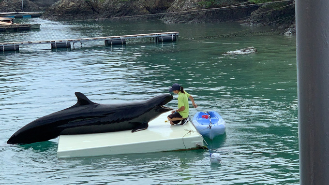 シーシェパードらに標的にされる太地町「くじらの博物館」に潜入！ セミクジラの200キロ睾丸も発見…村田らむ取材！の画像37
