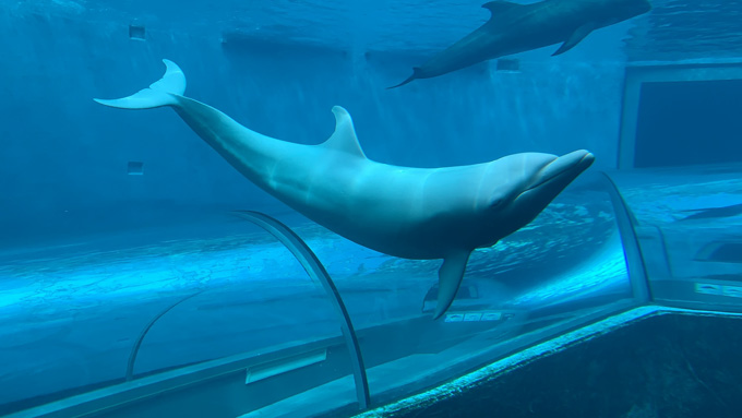 シーシェパードらに標的にされる太地町「くじらの博物館」に潜入！ セミクジラの200キロ睾丸も発見…村田らむ取材！の画像34