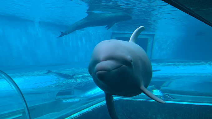 シーシェパードらに標的にされる太地町「くじらの博物館」に潜入！ セミクジラの200キロ睾丸も発見…村田らむ取材！の画像35