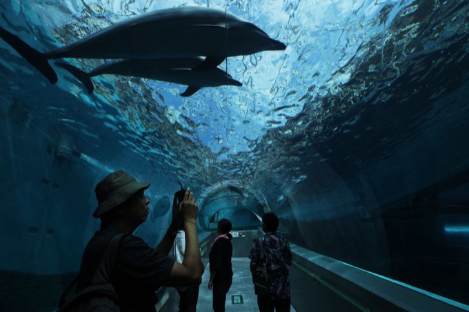 和歌山で「イルカ漁反対の団体」が超怪しげな暗闇ミサを実行していると判明！ 捕鯨も反対謎のクジラ水でお祈りも【潜入取材】の画像6