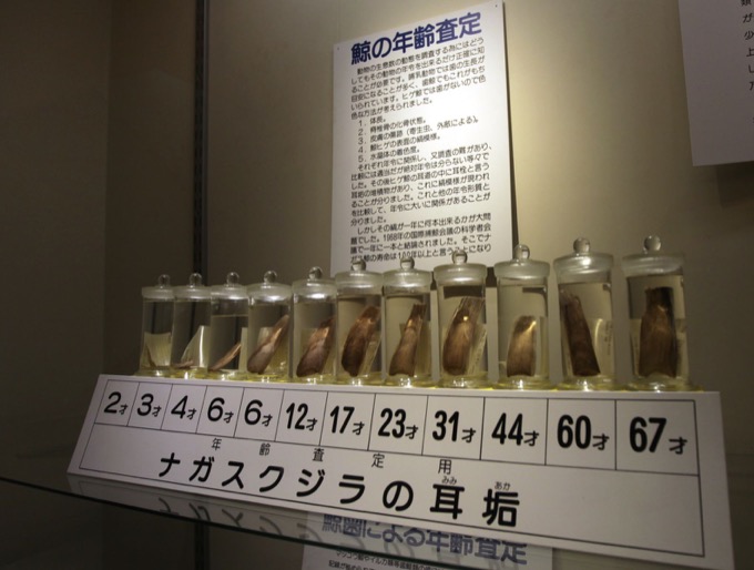 和歌山で「イルカ漁反対の団体」が超怪しげな暗闇ミサを実行していると判明！ 捕鯨も反対謎のクジラ水でお祈りも【潜入取材】の画像4